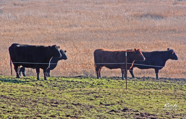 Lazy Cows