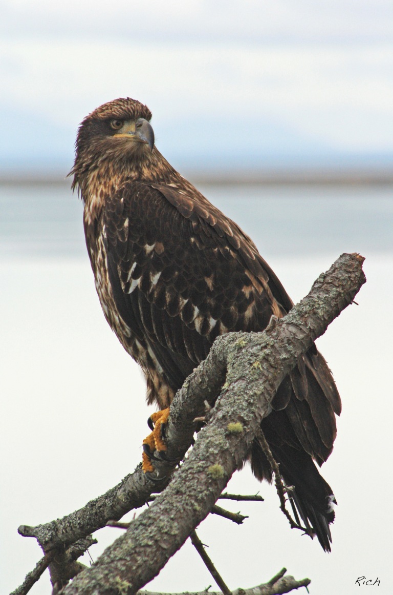 juvenile-bald-eagle