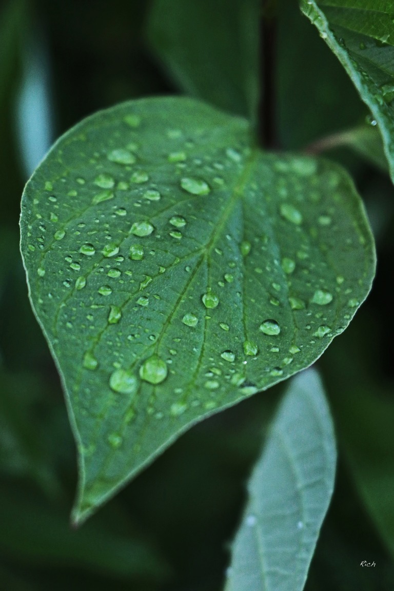 Droplets on a Leaf