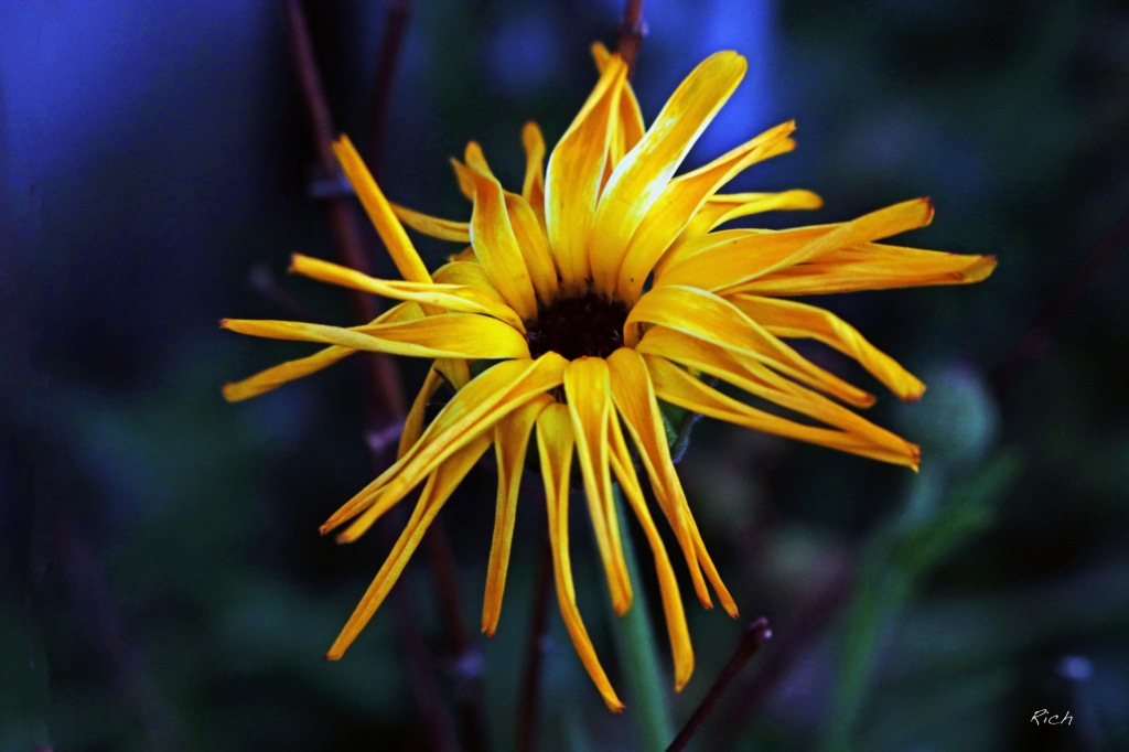Flower Aglow – Rich Proctor